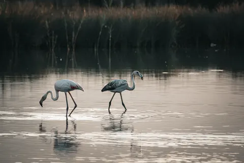 Flamingo Flock 4K Wallpaper · birds · 3840×2560