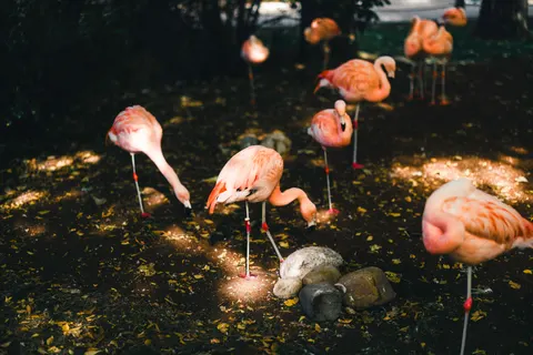 Flamingo Flock 4K Wallpaper · birds · 3840×2561