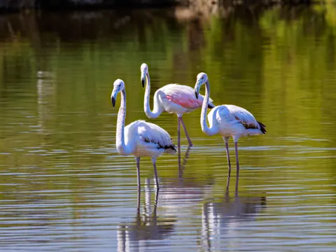 Flamingo Flock 4K Wallpaper · birds · 3840×2880