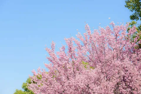 Fond d'écran Fleur de cerisier 4K · nature · 3840×2563