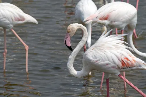 Flamingo Flock 4K Wallpaper · birds · 3840×2560