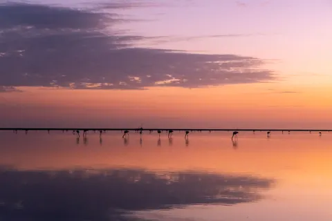 Flamingo Flock 4K Wallpaper · birds · 3840×2560