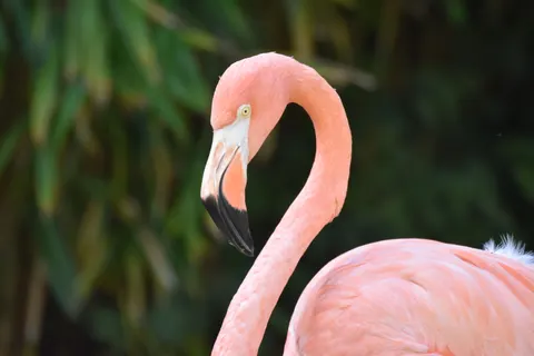 Flamingo Flock 4K Wallpaper · birds · 3840×2560