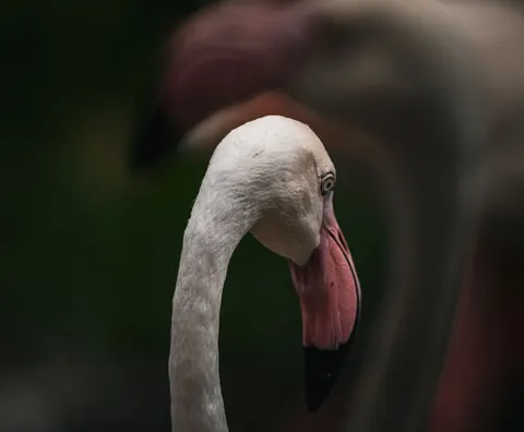 Flamingo Flock 4K Wallpaper · birds · 3840×3165