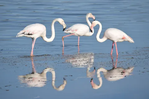 Flamingo Flock 4K Wallpaper · birds · 3840×2560