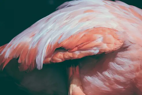 Flamingo Flock 4K Wallpaper · birds · 3840×2560