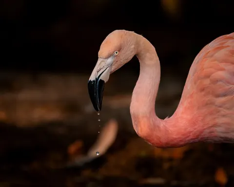 Flamingo Flock 4K Wallpaper · birds · 3840×3072