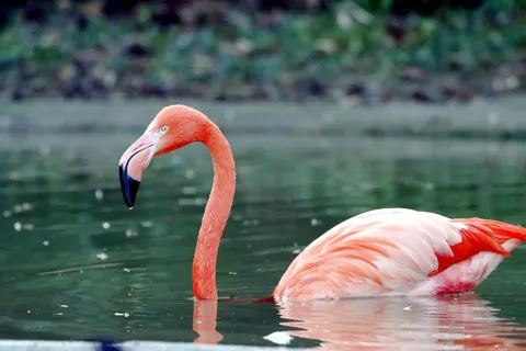 Flamingo Flock 4K Wallpaper · birds · 3840×2560