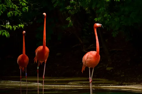 Flamingo Flock 4K Wallpaper · birds · 3840×2560