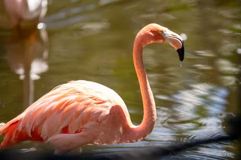 Flamingo Flock 4K Wallpaper · birds · 3840×2560