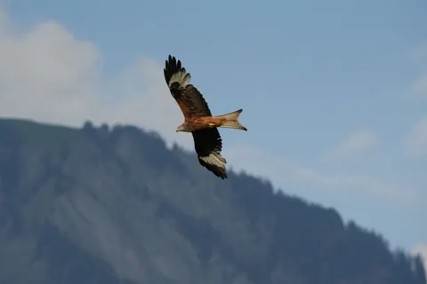 Eagle 4K Wallpaper · animals · 3840×2560