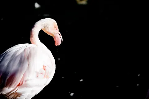 Flamingo Flock 4K Wallpaper · birds · 3840×2561