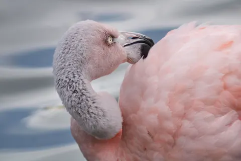 Flamingo Flock 4K Wallpaper · birds · 3840×2560