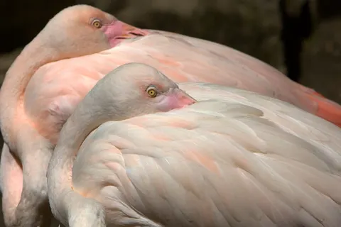 Flamingo Flock 4K Wallpaper · birds · 3840×2560