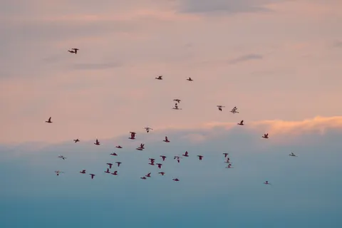 Flamingo Flock 4K Wallpaper · birds · 3840×2560
