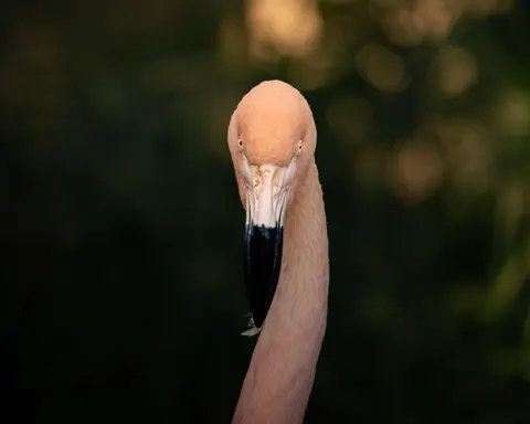 Flamingo Flock 4K Wallpaper · birds · 3840×3072