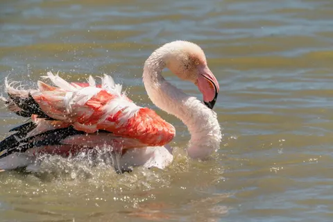 Flamingo Flock 4K Wallpaper · birds · 3840×2561