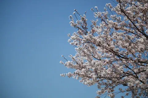خلفية أزهار الكرز بدقة 4K · nature · 3840×2560