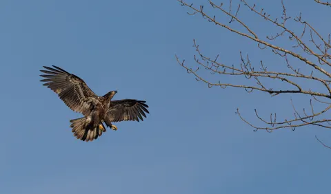 والپیپر عقاب با کیفیت 4K · animals · 3840×2253