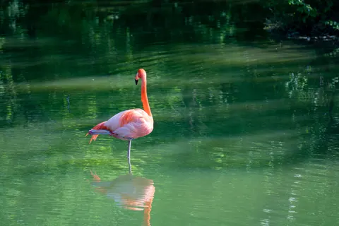 Flamingo Flock 4K Wallpaper · birds · 3840×2560