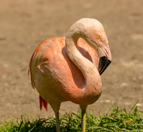 Flamingo Flock 4K Wallpaper · birds · 3840×3533
