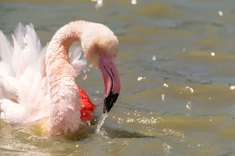 Flamingo Flock 4K Wallpaper · birds · 3840×2561