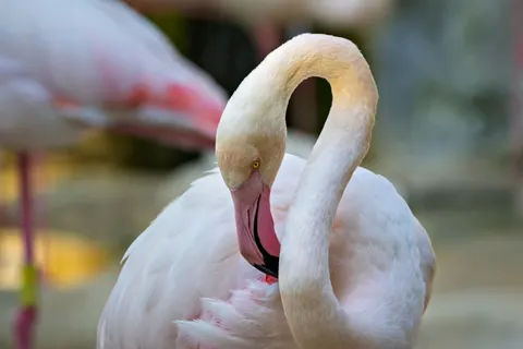 Flamingo Flock 4K Wallpaper · birds · 3840×2560