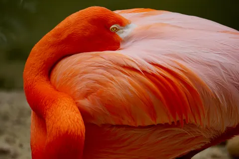 Flamingo Flock 4K Wallpaper · birds · 3840×2560