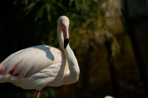Flamingo Flock 4K Wallpaper · birds · 3840×2560