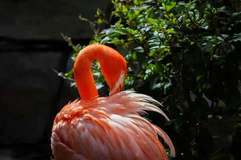 Flamingo Flock 4K Wallpaper · birds · 3840×2560