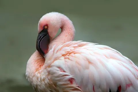 Flamingo Flock 4K Wallpaper · birds · 3840×2565