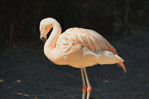 Flamingo Flock 4K Wallpaper · birds · 3840×2560