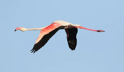 Flamingo Flock 4K Wallpaper · birds · 3840×2242