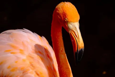 Flamingo Flock 4K Wallpaper · birds · 3840×2560