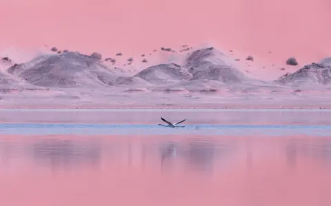 Flamingo Flock 4K Wallpaper · birds · 3840×2396