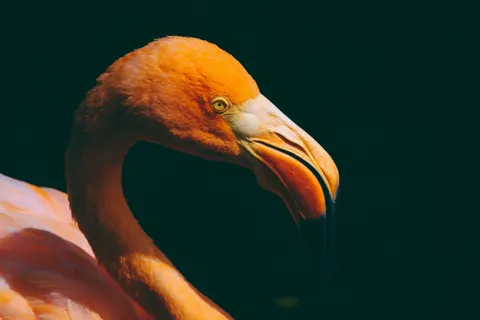 Flamingo Flock 4K Wallpaper · birds · 3840×2560