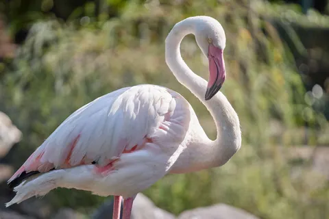 Flamingo Flock 4K Wallpaper · birds · 3840×2560