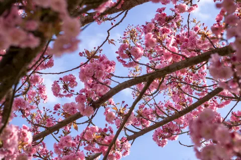 Fond d'écran Fleur de cerisier 4K · nature · 3840×2560