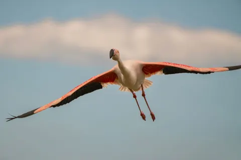 Flamingo Flock 4K Wallpaper · birds · 3840×2561