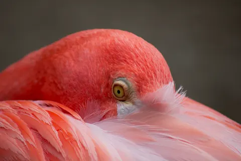 Flamingo Flock 4K Wallpaper · birds · 3840×2560