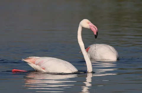 Flamingo Flock 4K Wallpaper · birds · 3840×2511
