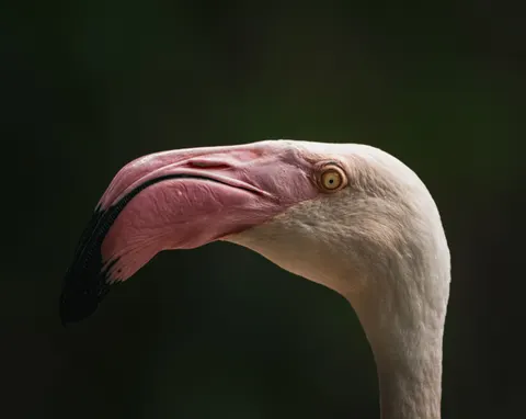 Flamingo Flock 4K Wallpaper · birds · 3840×3053