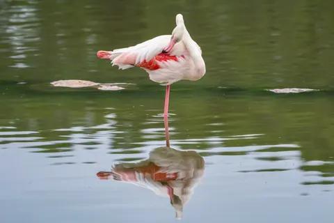 Flamingo Flock 4K Wallpaper · birds · 3840×2559
