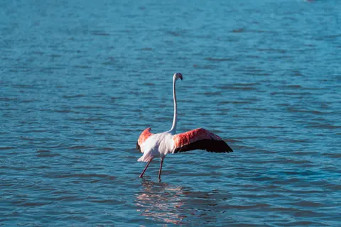 Flamingo Flock 4K Wallpaper · birds · 3840×2560