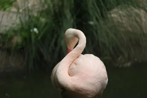 Flamingo Flock 4K Wallpaper · birds · 3840×2560