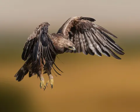 Tapeta Orzeł 4K · animals · 3840×3072