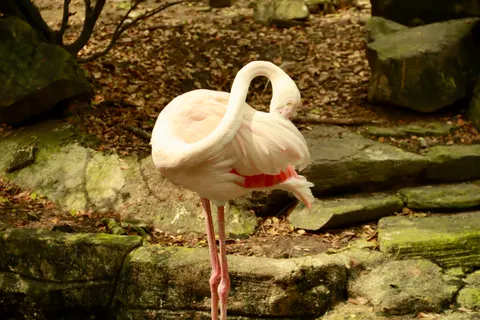 Flamingo Flock 4K Wallpaper · birds · 3840×2560