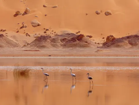 Flamingo Flock 4K Wallpaper · birds · 3840×2897