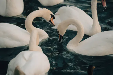Elegant Swan 4K Wallpaper · birds · 3840×2561