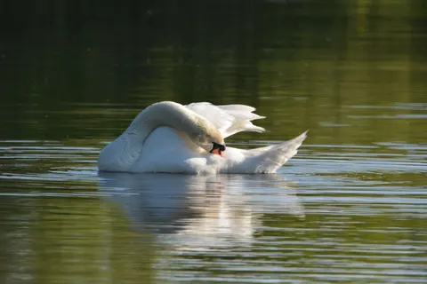 Elegant Swan 4K Wallpaper · birds · 3840×2560